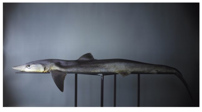 <p>Richard Learoyd (U.K., b. 1966). <em>Shark</em>, 2009. Unique Ilfochrome print. Henry Art Gallery, gift of Lyn and Jerry Grinstein, 2021.18. </p>
