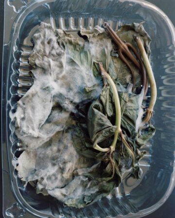 <p>Courtesy of Sarah Skwira</p>
